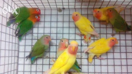 Молодые здоровые,ручные попугаи своего разведения!
Возраст от 50дней птенцы.
Р. . фото 3