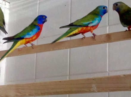 Пташенята папуг домашнього розведення, малюки для розмови, дуже ручні папужки ви. . фото 4