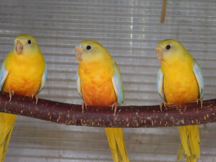 Пташенята папуг домашнього розведення, малюки для розмови, дуже ручні папужки ви. . фото 3