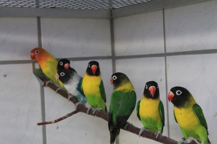 Пташенята папуг домашнього розведення, малюки для розмови, дуже ручні папужки ви. . фото 5
