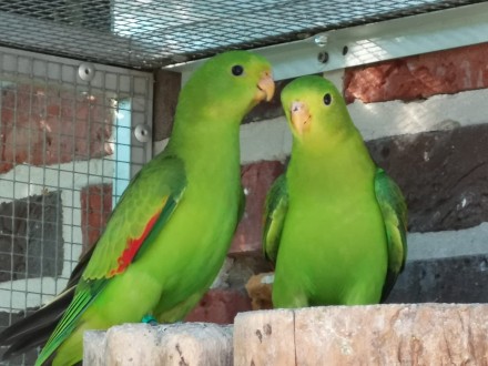 Пташенята папуг домашнього розведення, малюки для розмови, дуже ручні папужки ви. . фото 6