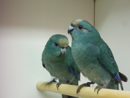 Пташенята папуг домашнього розведення, малюки для розмови, дуже ручні папужки ви. . фото 7
