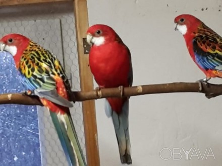 Пташенята папуг домашнього розведення, малюки для розмови, дуже ручні папужки ви. . фото 3