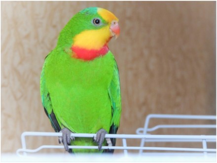 Пташенята папуг домашнього розведення, малюки для розмови, дуже ручні папужки ви. . фото 6