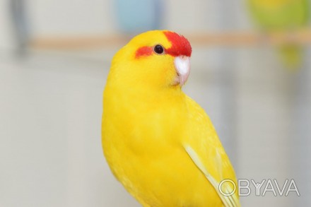 Пташенята папуг домашнього розведення, малюки для розмови, дуже ручні папужки ви. . фото 1