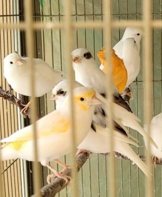 Кенари белоснежного окраса , молодые красивые здоровые птицы . Самцы идеальные,к. . фото 3