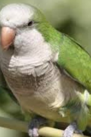 Шикарные выбор малышей попугая неразлучника а также очень широкий ассортимент ма. . фото 6
