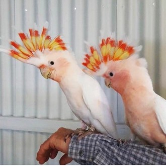 Продаются птенцы розового Какаду,выкормиши,возраст 3 месяца.Все попугаи здоровы.. . фото 4