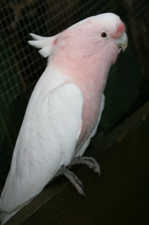 Продаются птенцы розового Какаду,выкормиши,возраст 3 месяца.Все попугаи здоровы.. . фото 5