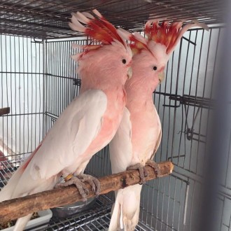 Продаются птенцы розового Какаду,выкормиши,возраст 3 месяца.Все попугаи здоровы.. . фото 3