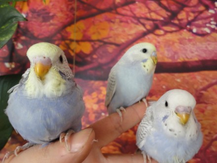Лучший профессиональный питомник попугаев, предлагает к продаже волнистых попуга. . фото 5