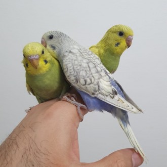 Лучший профессиональный питомник попугаев, предлагает к продаже волнистых попуга. . фото 4