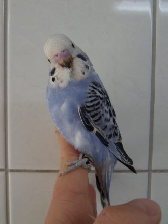 Лучший профессиональный питомник попугаев, предлагает к продаже волнистых попуга. . фото 3