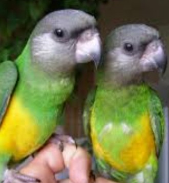 Маленькие попугайчики разных пород и возрастов 
Широкий ассортимент клеток и ко. . фото 8