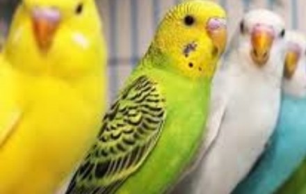 Маленькие попугайчики разных пород и возрастов 
Широкий ассортимент клеток и ко. . фото 3