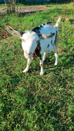 Продається дійна коза. Первачка,окіт був 21 квітня. Дає 1,5-2 л молока в день. С. . фото 3