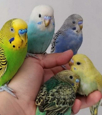 Разноцветные малыши волнистых попугаев ждут вас 
Клетки и корма. . фото 2
