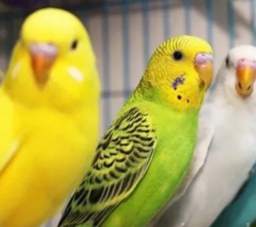 Разноцветные малыши волнистых попугаев ждут вас 
Клетки и корма. . фото 3
