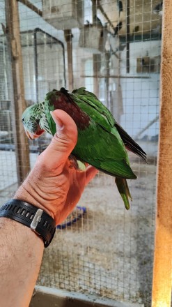 Выкормышы разных пород попугаев 
Широкий ассортимент. . фото 13