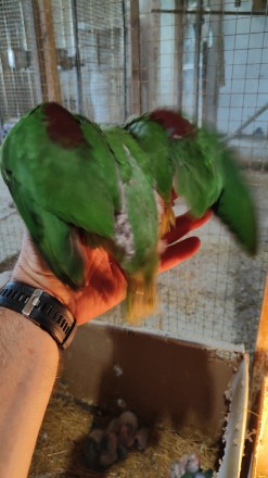 Выкормышы разных пород попугаев 
Широкий ассортимент. . фото 3