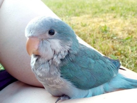 Лучший профессиональный питомник попугаев, предлагает к продаже птенцов зеленых . . фото 4