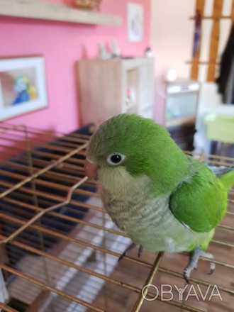 Лучший профессиональный питомник попугаев, предлагает к продаже птенцов зеленых . . фото 1
