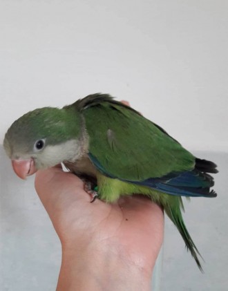 Лучший профессиональный питомник попугаев, предлагает к продаже птенцов зеленых . . фото 2