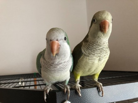 Лучший профессиональный питомник попугаев, предлагает к продаже птенцов зеленых . . фото 3