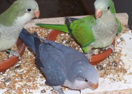 Попугай квакер (калита или монах)
Возраст птиц к продаже 2 месяца
Совершенно н. . фото 2