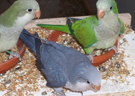 Попугай квакер (калита или монах)
Возраст птиц к продаже 2 месяца
Совершенно н. . фото 1