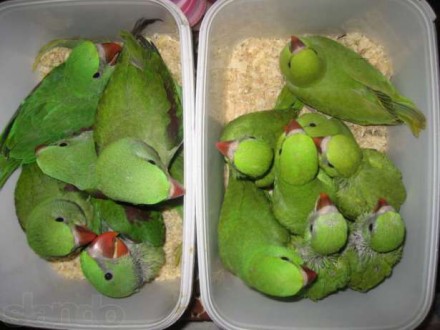 Всегда в наличии ожереловые попугайчики ( птенцы) есть все цвета - зеленые ,сини. . фото 4