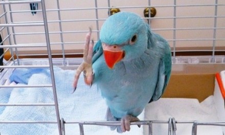 Всегда в наличии ожереловые попугайчики ( птенцы) есть все цвета - зеленые ,сини. . фото 2
