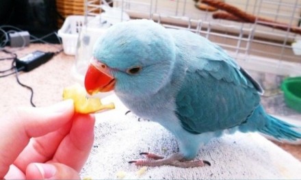 Всегда в наличии ожереловые попугайчики ( птенцы) есть все цвета - зеленые ,сини. . фото 3