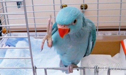 Всегда в наличии ожереловые попугайчики ( птенцы) есть все цвета - зеленые ,сини. . фото 1