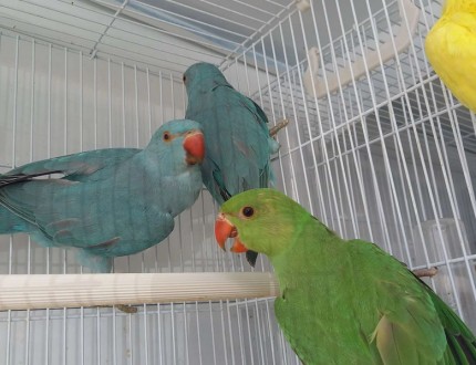 Наши попугаи выводят птенцов осень- зима - весна
Все наши птенцы это выкормыши . . фото 2