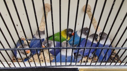 Неразлучники
Весёлые, забавные, очень подвижные попугаи.
Довольно быстро привы. . фото 6