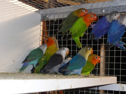 Неразлучники
Весёлые, забавные, очень подвижные попугаи.
Довольно быстро привы. . фото 8