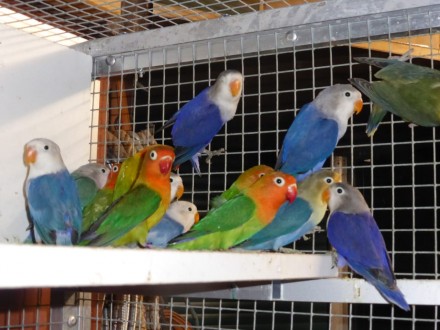 Неразлучники
Весёлые, забавные, очень подвижные попугаи.
Довольно быстро привы. . фото 10