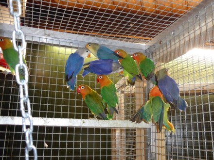 Неразлучники
Весёлые, забавные, очень подвижные попугаи.
Довольно быстро привы. . фото 2