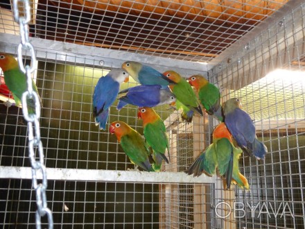 Неразлучники
Весёлые, забавные, очень подвижные попугаи.
Довольно быстро привы. . фото 1