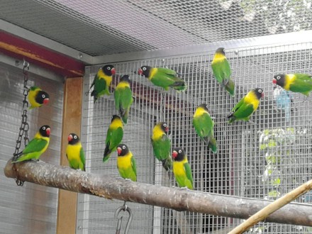 Пташенята і статевозрілі пташки від батьків, що говорять, можливо придбати з клі. . фото 8