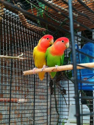 Пташенята і статевозрілі пташки від батьків, що говорять, можливо придбати з клі. . фото 5