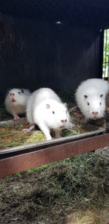 Самцы и самки разнокровных кровей выкармливаются на натуральных кормах. В год св. . фото 5