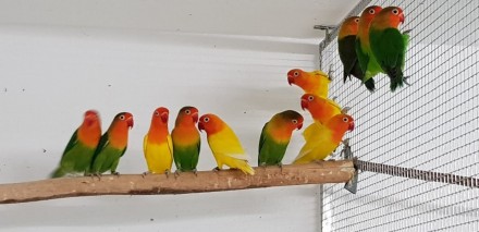 Предлагаем птенцов попугая неразлучника. Эти попугаи словно обладают какой-то ма. . фото 8