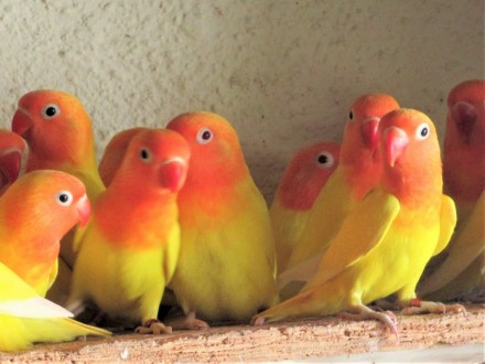 Предлагаем птенцов попугая неразлучника. Эти попугаи словно обладают какой-то ма. . фото 4