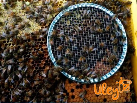 Больше товаров для пчеловодства смотрите на сайте www.uleyshop.com/
Колпачок кру. . фото 6