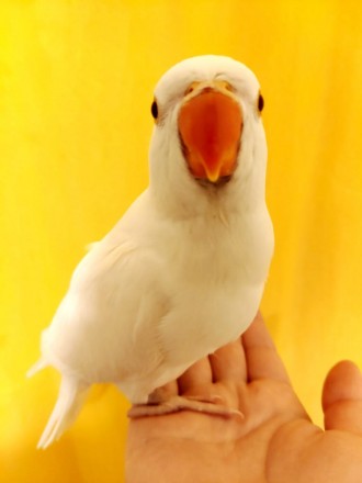 Красивый попугай, довольно крупный и грациозный, обладатель спокойного характера. . фото 4