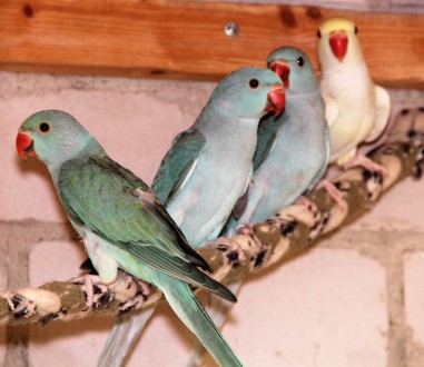 Ожереловые птенцы синие
Гарантированное получение здоровых и качественных птиц.. . фото 2