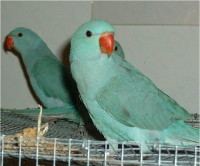 Ожереловые попугаи птенцы от нашей ручной пары, домашнее разведение,нами уже При. . фото 2