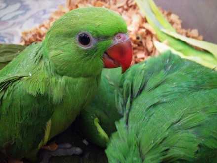 Ожереловые попугаи птенцы от нашей ручной пары, домашнее разведение,нами уже При. . фото 3